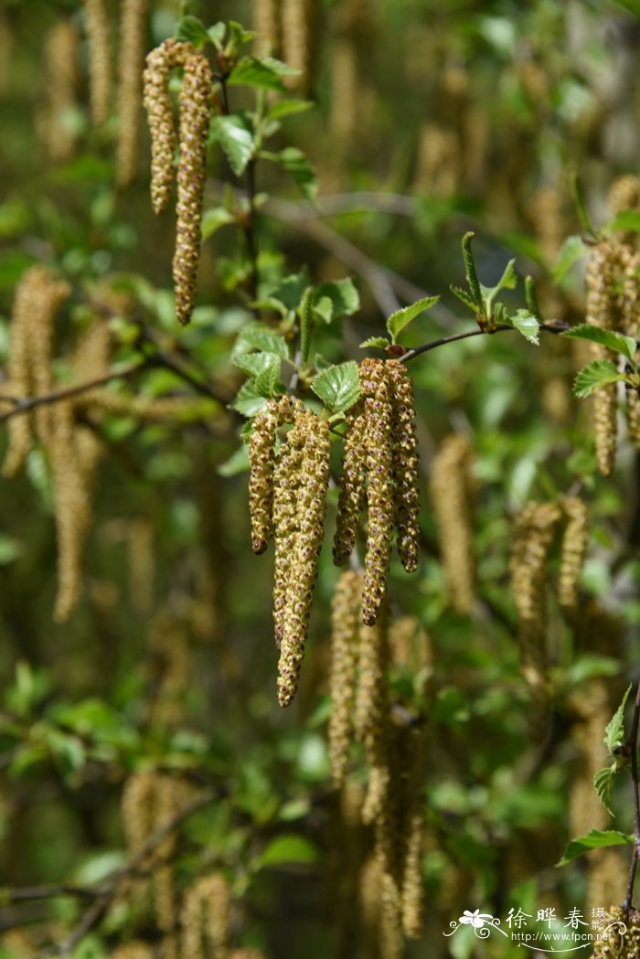 糙皮桦Betula utilis