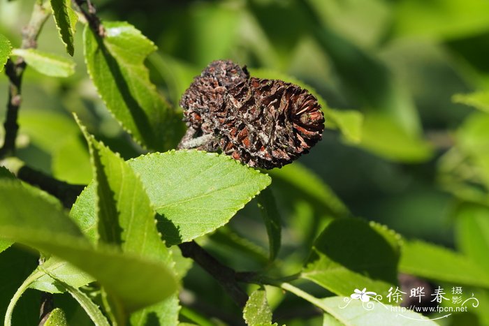 日本桤木alnus japonica