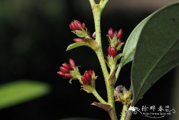杨梅叶蚊母树distylium myricoides_花卉图片网