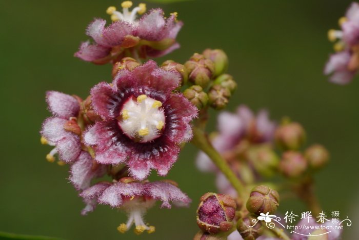 光叶翅果麻Kydia glabrescens