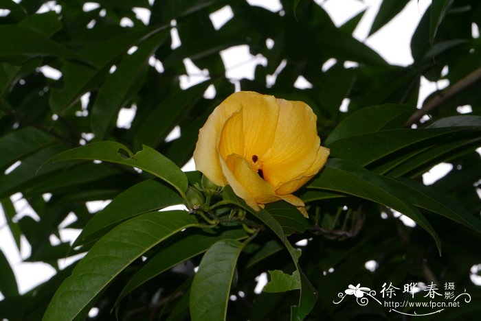 乔槿Bombycidendron vidalianum