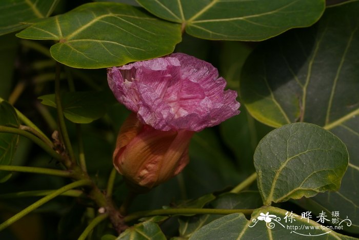 桐棉，杨叶肖槿Thespesia populnea