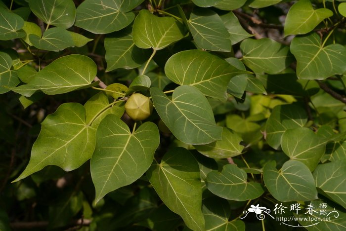 桐棉，杨叶肖槿Thespesia populnea