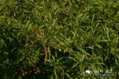 柳叶栎Quercus phellos
