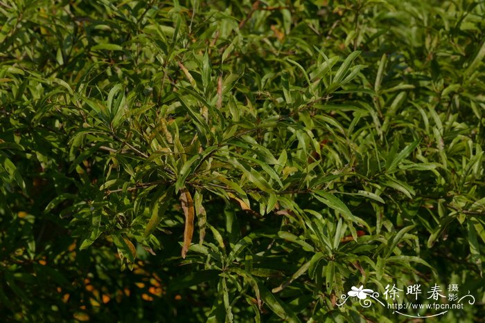 柳叶栎Quercus phellos