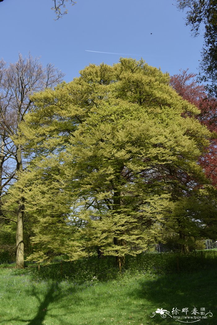 '异叶'欧洲水青冈,'异叶'欧洲山毛榉 Fagus sylvatica 'Heterophy