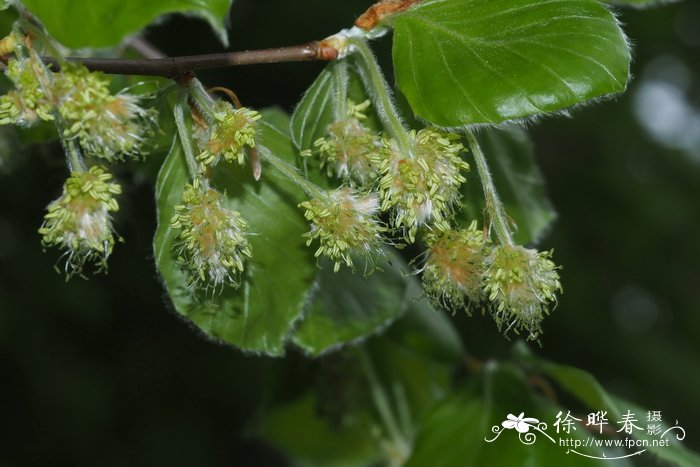'米尔顿'欧洲水青冈.'米尔顿'欧洲山毛榉Fagus sylvatica 'Milton