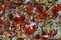'黑叶'欧洲水青冈，'黑叶'欧洲山毛榉Fagus sylvatica 'Nigra'
