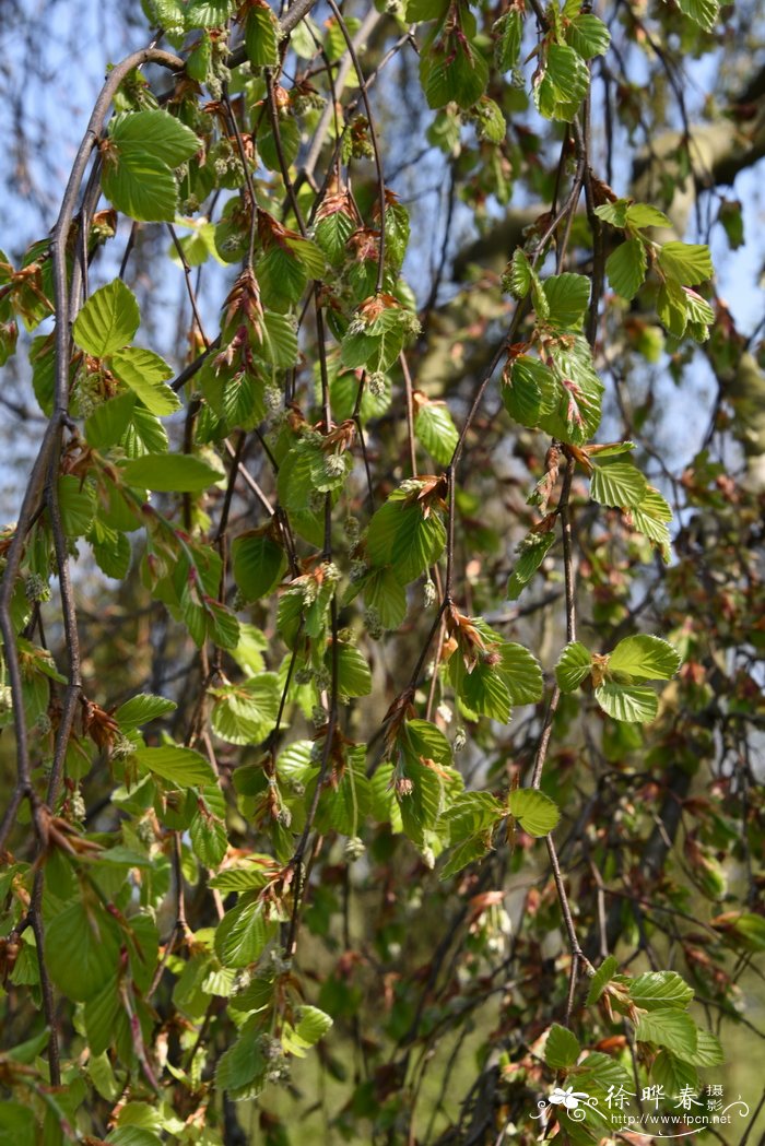 '垂枝'欧洲水青冈，'垂枝'欧洲山毛榉 Fagus sylvatica 'Pendula'