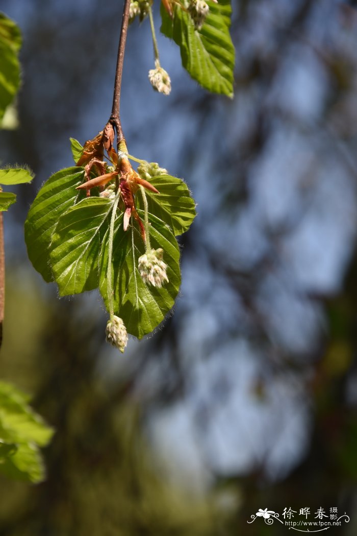 '垂枝'欧洲水青冈，'垂枝'欧洲山毛榉 Fagus sylvatica 'Pendula'