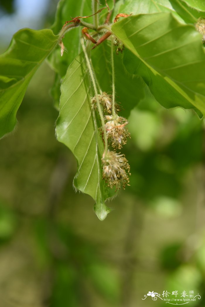  '勒米伊'欧洲水青冈，'勒米伊'欧洲山毛榉Fagus sylvatica 'Remi