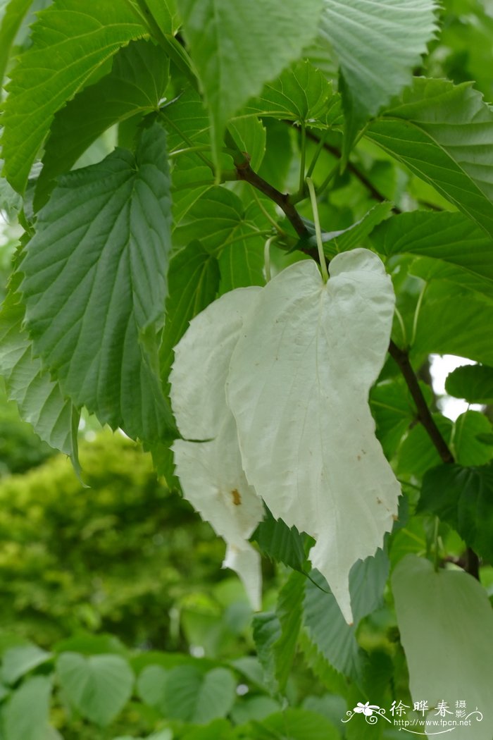 光叶珙桐Davidia involucrata var. vilmoriniana