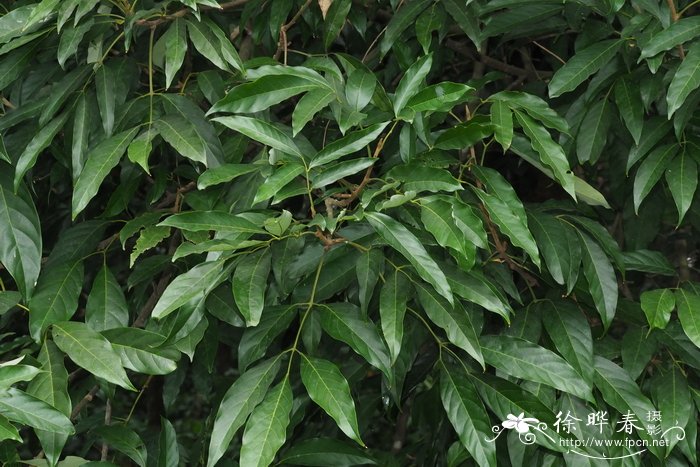 割舌树Walsura robusta