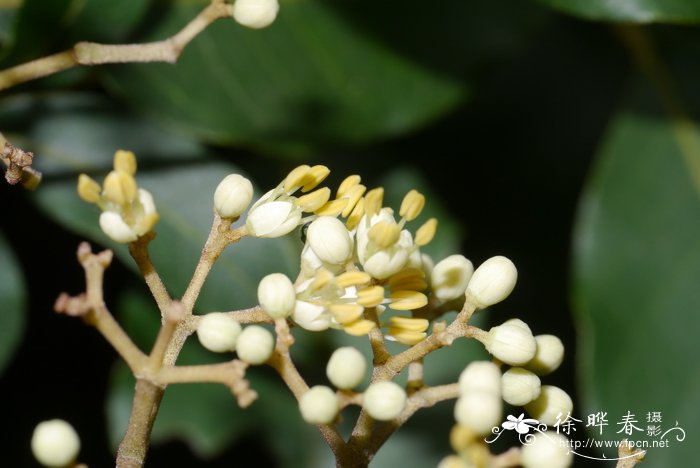 楝叶吴茱萸Tetradium glabrifolium