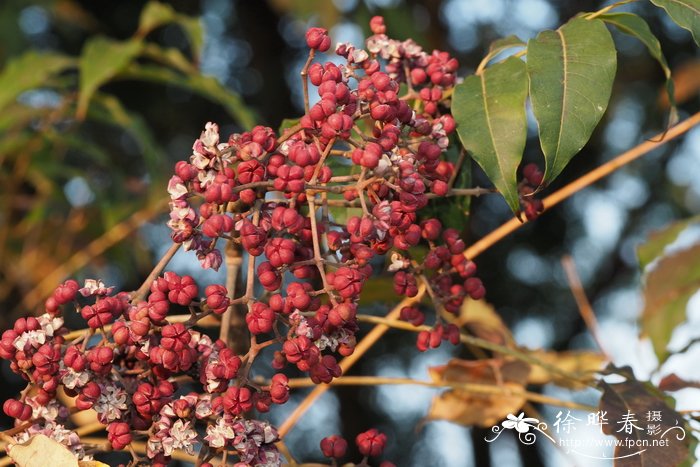 楝叶吴茱萸Tetradium glabrifolium