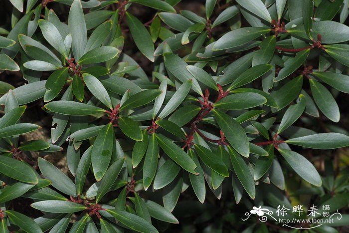 披针叶林仙Drimys lanceolata