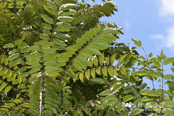 红椿Toona ciliata