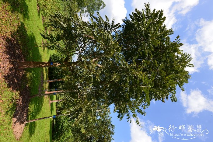 红椿Toona ciliata