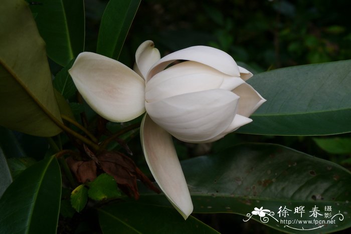 长梗木莲Manglietia longipedunculata