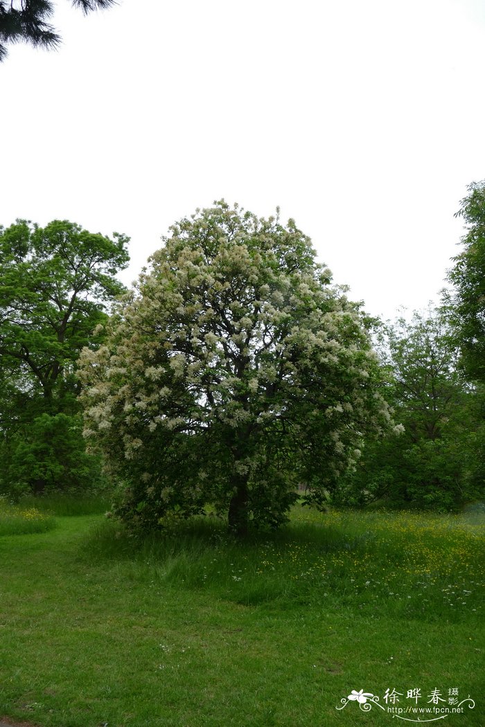 小叶梣Fraxinus bungeana