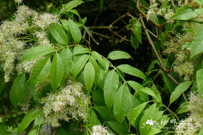 胡桃叶梣Fraxinus ornus var. juglandifolia