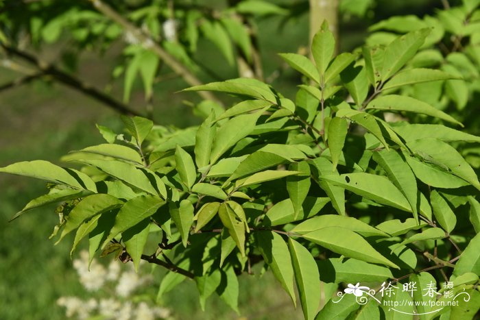 庐山梣Fraxinus sieboldiana
