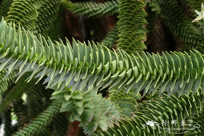 智利南洋杉araucaria araucana南洋杉科南洋杉属
