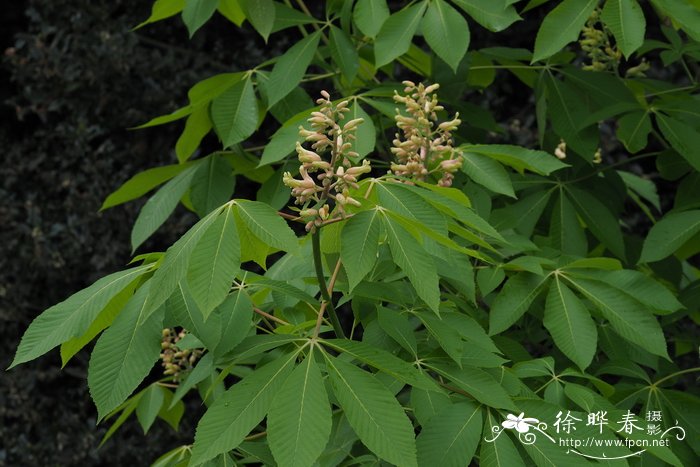 杂交七叶树Aesculus × hybrida