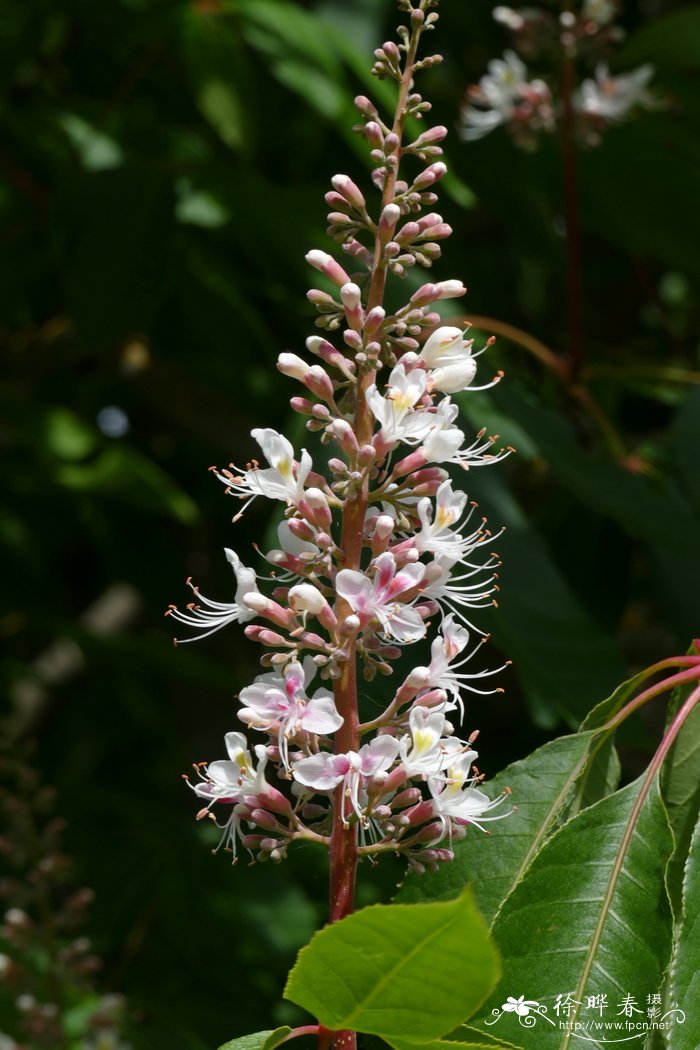 长柄七叶树Aesculus assamica