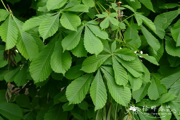 欧洲七叶树Aesculus hippocastanum