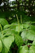 小花七叶树Aesculus parviflora