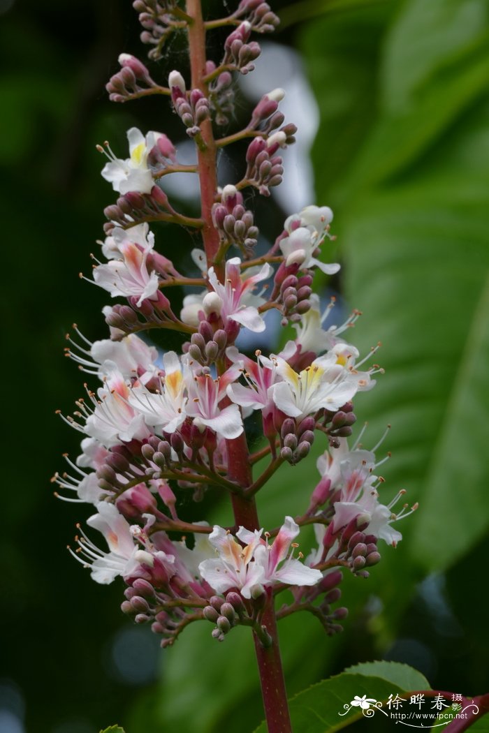 印度七叶树Aesculus indica