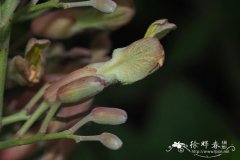 多变七叶树Aesculus mutabilis