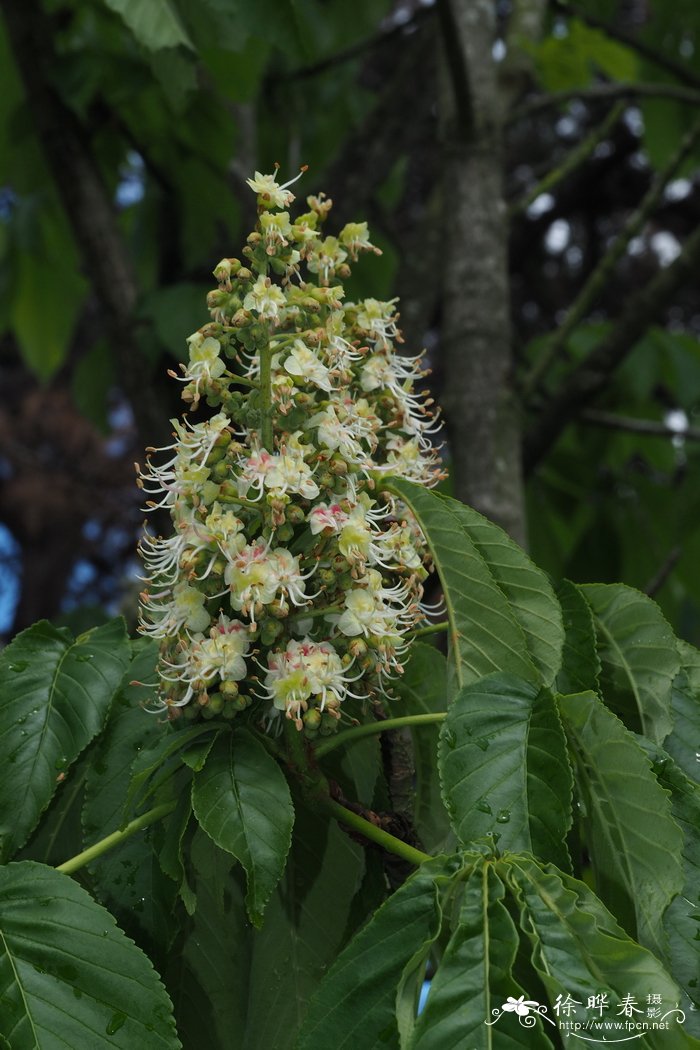 日本七叶树aesculus turbinata七叶树科七叶树属