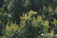 扁桃 天桃木Mangifera persiciforma