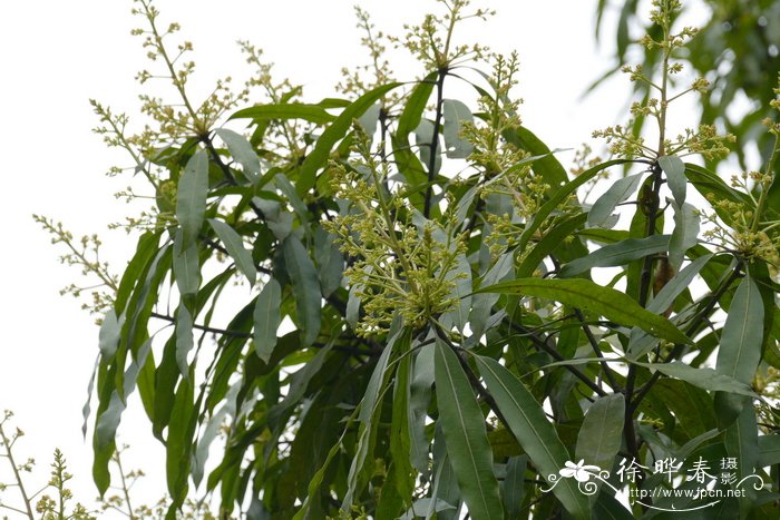 扁桃 天桃木mangifera persiciforma