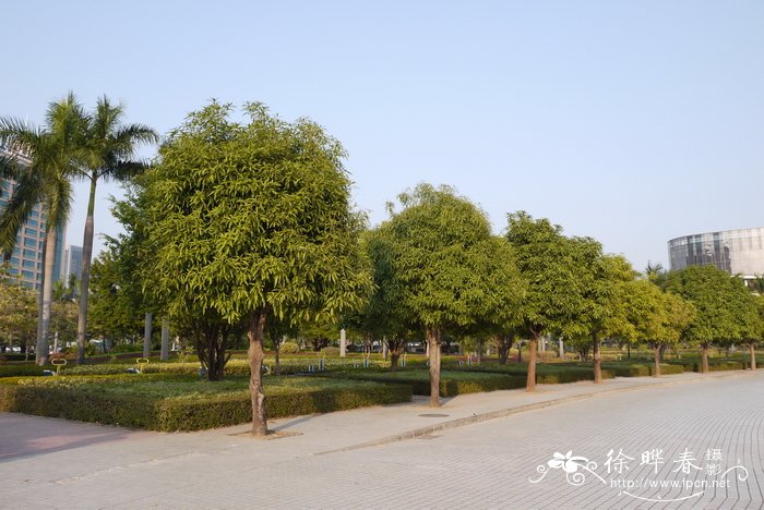 扁桃 天桃木Mangifera persiciforma