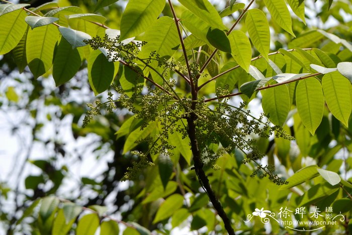 木蜡树Toxicodendron sylvestre