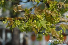 小叶青皮槭Acer cappadocicum var. sinicum