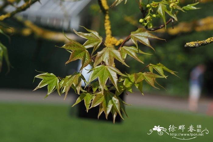 小叶青皮槭Acer cappadocicum var. sinicum