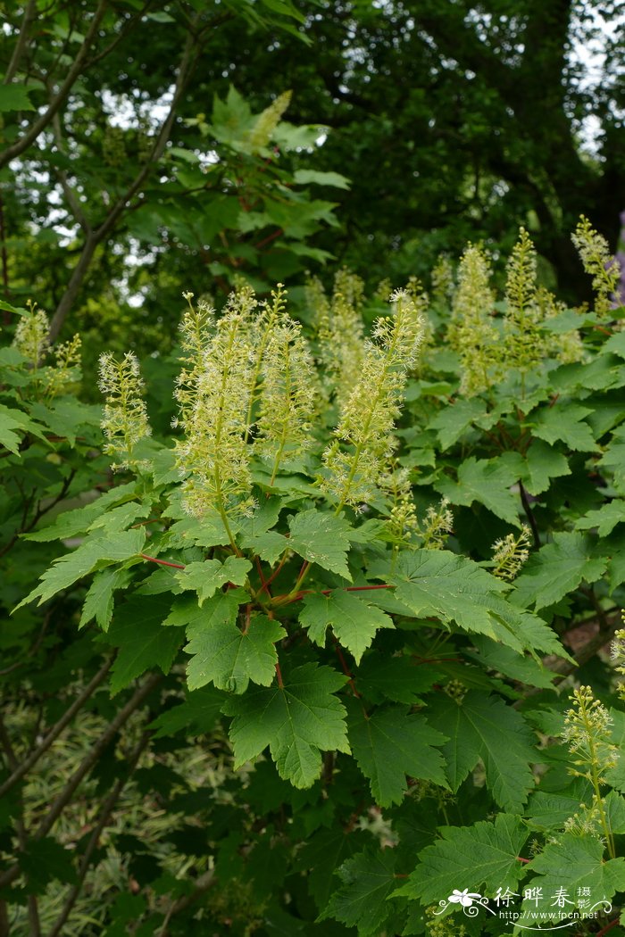 花楷槭Acer caudatum subsp. ukurunduense