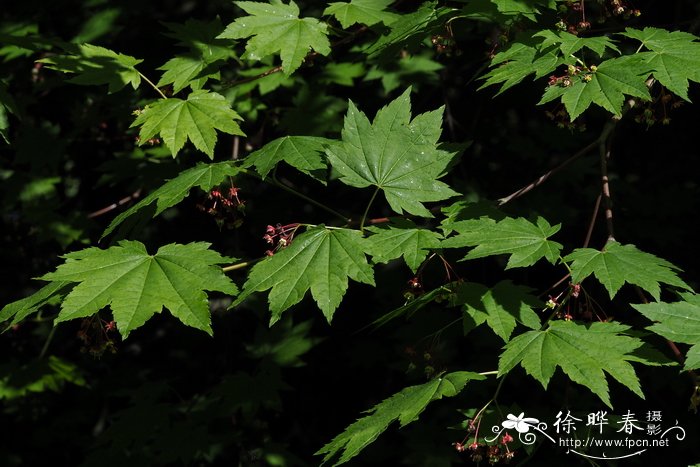 藤枫Acer circinatum