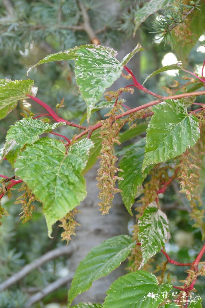 '斑叶'显花槭Acer conspicuum 'Solver Cardinal'