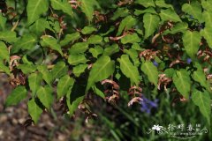 山楂叶枫Acer crataegifolium