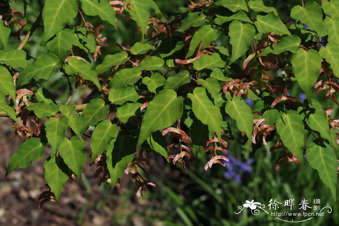 山楂叶枫Acer crataegifolium