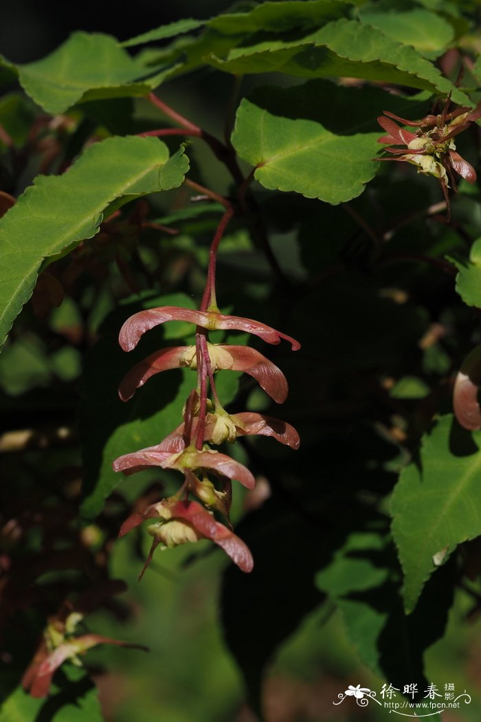 山楂叶枫Acer crataegifolium