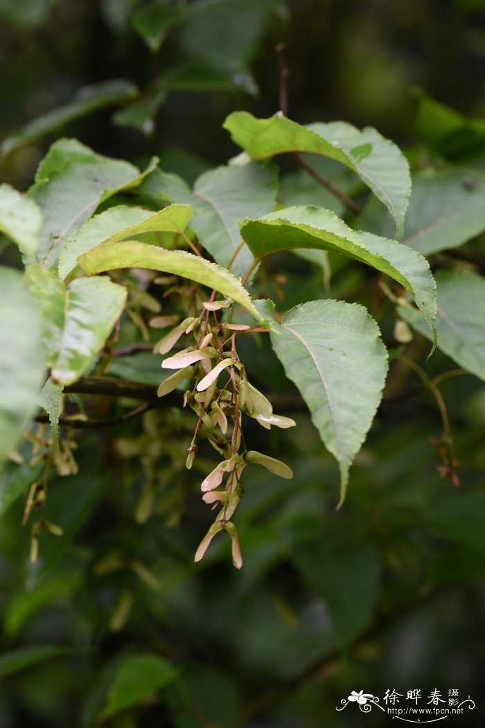 青榨槭Acer davidii