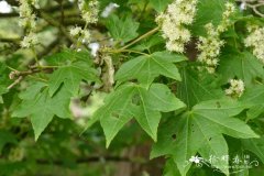 毛花槭Acer erianthum