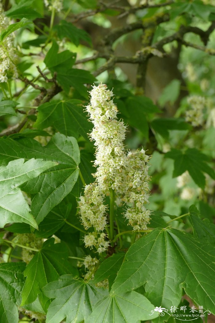 毛花槭Acer erianthum