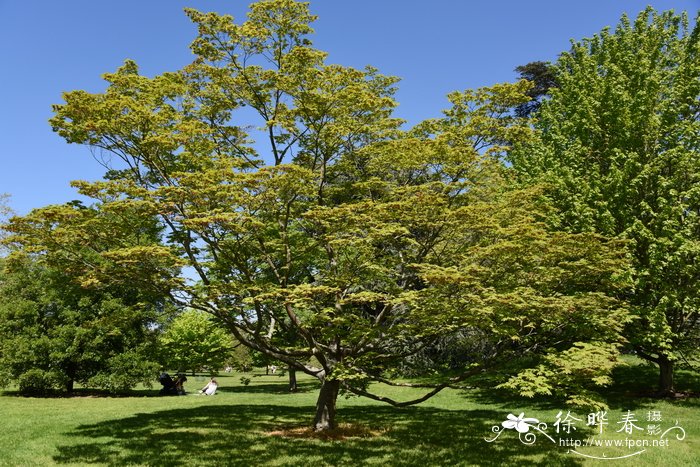 羽扇槭Acer japonicum